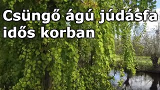 Cercis canadensis Pendula  Csüngő ágú júdásfa  idős korban [upl. by Ajile]