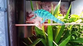 Panther Chameleon Breeding [upl. by Aneetsirk]