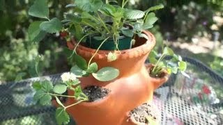 How to Fertilize Strawberries in Containers  Garden Space [upl. by Mills348]