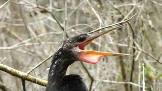 Anhinga Calling FYV [upl. by Arihaj]