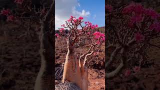 Socotra Island Yemen جزيرة سقطرى socotra travel tour nature island trip beauty Yemen [upl. by Ateinotna53]