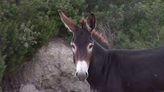 Wild donkeys Equus asinus  Rizokarpaso Cyprus [upl. by Matilda602]