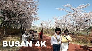 4K 벚꽃 부산시민공원 桜 釜山市民公園 韓国 Cherry Blossoms Busan Citizens Park Korea [upl. by North]