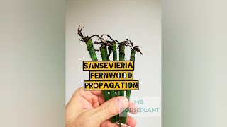 Sansevieria Fernwood propagation [upl. by King712]