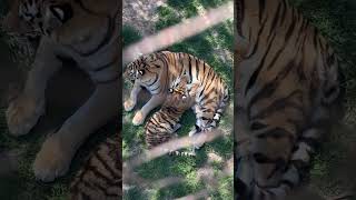 Reka The Amur Tiger amp Her Cub At The St Louis Zoo [upl. by Boesch794]