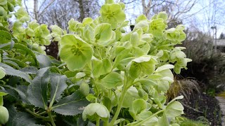 Corsican Hellebore Helleborus argutifolius [upl. by Anyl]