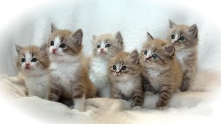 Ragamuffin Cat  History of This Exclusive Cat and Kittens [upl. by Ellesig608]