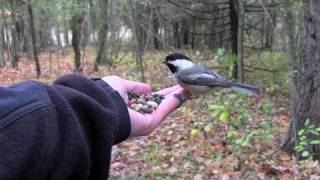 Feeding Birds by Hand Chickadees amp Nuthatches [upl. by Ynaffital]