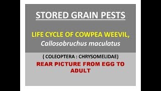 Life cycle of Cowpea weevil Callosobruchus maculatus [upl. by Rojas]