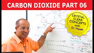 Carbon Dioxide Transport  Respiration amp Gas Exchange  Part 66 [upl. by Vin]