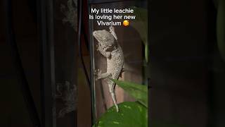 Leachie gecko update 🦎gecko crestedgecko terrarium vivarium newcaledonia reptiles [upl. by Aehsat]