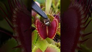 Photogenic Venus Flytrap eats a huge hoverfly insecteatingplant carnivorousplant nature [upl. by Rondi106]