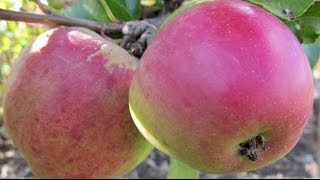 How to Plant a Fruit Tree  Essential Steps [upl. by Noterb]