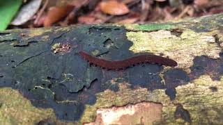 Velvet worm Onychophora on Pulau Ubin [upl. by Akahs312]