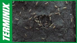 Protect Home From Termites  How Do Termites Spread  Terminix [upl. by Inaboy]