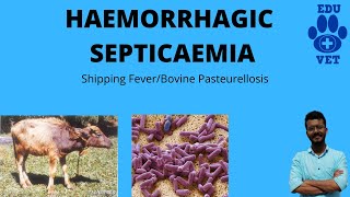 Hemorrhagic Septicemia Simplified [upl. by Dnomra176]