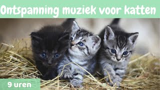 8  Ontspanning muziek voor katten 🐱 ontspannen muziek voor katten en Kittens 🐱9 uren [upl. by Friederike109]