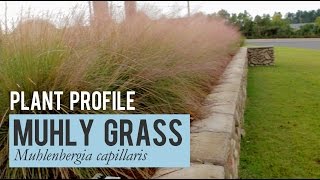 Muhly Grass Plant Profile [upl. by Etnoved]