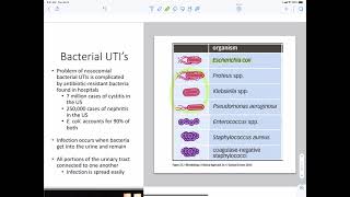 Bacteria Urinary Tract Infections [upl. by Leahkim]