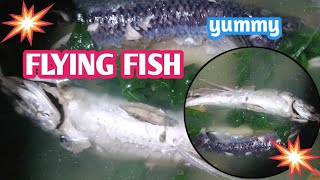 tinolang isda sariwa flying fish with dahon ng sili yymmy🤤🤤 [upl. by Manson]