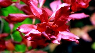 Aquarium Plants LUDWIGIA PALUSTRIS [upl. by Suanne]