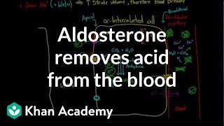 Aldosterone removes acid from the blood  Renal system physiology  NCLEXRN  Khan Academy [upl. by Harriot865]