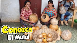 🍐 Conseguimos Tecomates Ya Listos para Usar  Así Los Venden En Guatemala 🇬🇹 [upl. by Tterej]