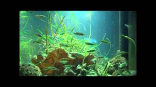 Stickleback Fish Aquarium [upl. by Andrien624]