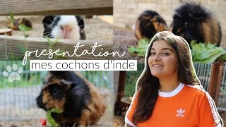 Présentation de mes cochons dinde 2 [upl. by Ardnekat530]