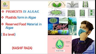 Pigments in algae  Plastids form  Reserve food materials  Pyrenoids Phycology BS  Hindi Urdu [upl. by Nigrom882]