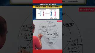 Chromosome Vs Chromatids neet2025 nursing cell [upl. by Kipton]