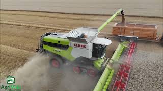 Claas Lexion 8800 Harvesting Wheat [upl. by Able]