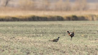 Iowa Pheasant and Quail Hunting  The Flush Season 10 Episode 5 [upl. by Stanzel]