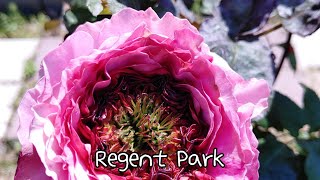 빵주네장미 Regent Park리젠트 파크 [upl. by Ydnac]