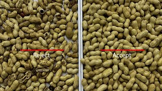 In shell Peanut Color Sorting on AMD® RC [upl. by Imogene]