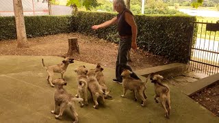 Awesome Shepherd Puppies and Sarplaninac Dog Breeder playing time [upl. by Drusi194]