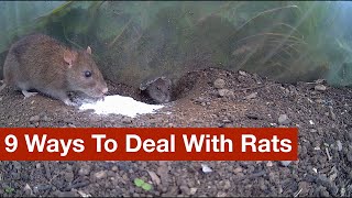 9 Ways To Deal With Rats warning lots of footage of rats living and dead [upl. by Nahseez943]