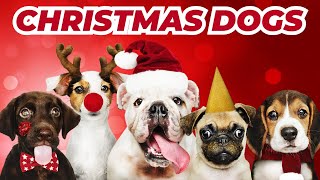 Dogs Barking Jingle Bells Funniest Christmas Song For Your Pet  Conrad Askland [upl. by Nottap]