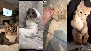 WHOLESOME CAT TIKTOK COMPILATION  TIKTOK COMPILATION 2020 [upl. by Croom692]