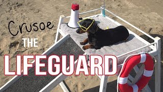 Ep 2 Crusoe the Dachshund Lifeguard  Funny Dog at the Beach [upl. by Xanthus]