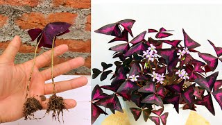 Oxalis traingularis Propagation from single leaf in simple way  How to grow oxalis traingularis [upl. by Onida]