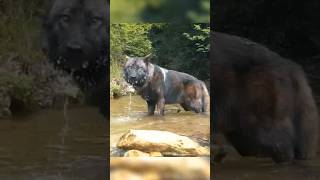 Northwestern Wolf vs Kangal Why No Dog Can Match This Apex Predator shorts wolf [upl. by Bobinette]