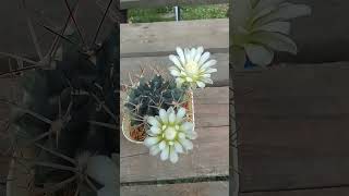 Gymnocalycium pungens [upl. by Eimoan]