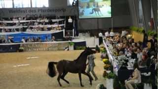 World Equestrian Festival Vollblutaraber Chio Aachen Arabian Horses [upl. by Okin]