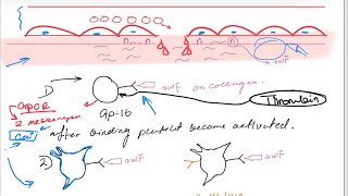 Platelets structure and function،disordersprimary hemostasis شرح رائع بالتفصيل [upl. by Kurman]