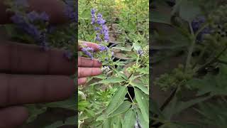 Vitex chaste tree plantsyoutubeshorts tranding garden plants [upl. by Ydor]