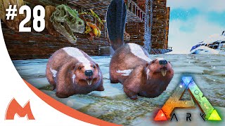 ARK Survival Evolved  BEAVERCASTOROIDES TWINS BREEDING amp 100 IMPRINTING S2E28 [upl. by Star]