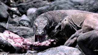 Komodo dragon charges film crew Chasing the Dragon Ep 2 [upl. by Yeslek]