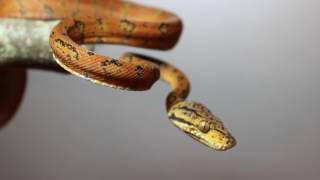 Corallus hortulanus Amazon tree boa [upl. by Atived]