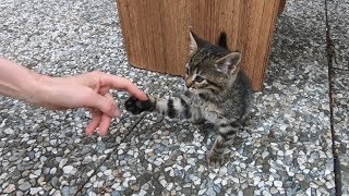 Tabby kitten wants to play with me after eating [upl. by Emirej723]